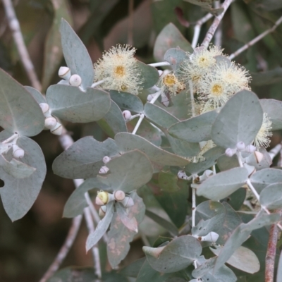 Eucalyptus cinerea subsp. cinerea (Argyle Apple) at Wodonga - 9 Jun 2024 by KylieWaldon