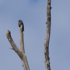 Artamus cyanopterus (Dusky Woodswallow) at Jerrabomberra Wetlands - 9 Jun 2024 by MB