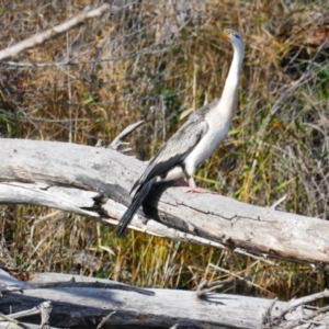 Anhinga novaehollandiae at Jerrabomberra Wetlands - 9 Jun 2024