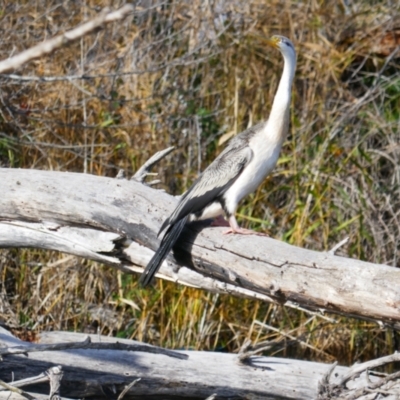 Anhinga novaehollandiae (Australasian Darter) at Jerrabomberra Wetlands - 9 Jun 2024 by MB