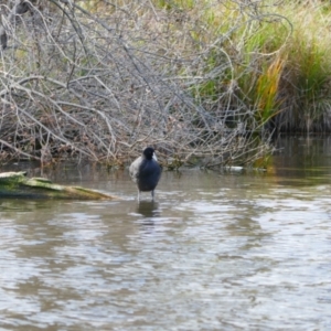 Fulica atra at Mount Ainslie to Black Mountain - 9 Jun 2024 10:48 AM