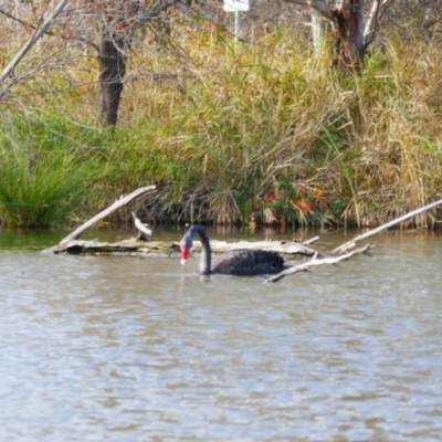 Cygnus atratus (Black Swan) at Jerrabomberra Wetlands - 9 Jun 2024 by MB