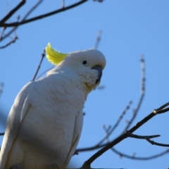 Cacatua galerita (Sulphur-crested Cockatoo) at Richardson, ACT - 9 Jun 2024 by MB