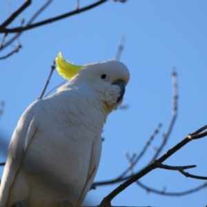 Cacatua galerita at Richardson, ACT - 9 Jun 2024 02:12 PM