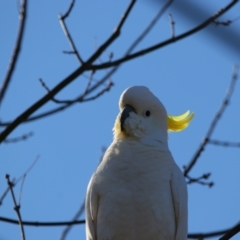 Cacatua galerita at Richardson, ACT - 9 Jun 2024 02:12 PM