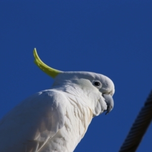 Cacatua galerita at Richardson, ACT - 9 Jun 2024 02:12 PM