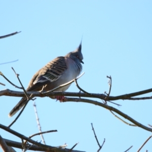 Ocyphaps lophotes at Richardson, ACT - 9 Jun 2024