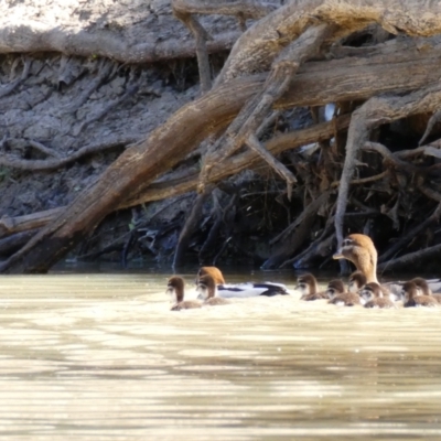 Chenonetta jubata (Australian Wood Duck) at Tilpa, NSW - 1 Sep 2020 by MB