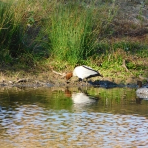 Chenonetta jubata at Symonston, ACT - 9 Jun 2024