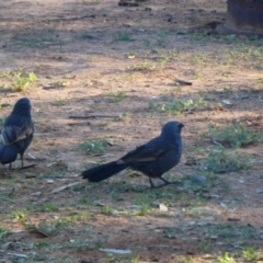 Struthidea cinerea (Apostlebird) at Tilpa, NSW - 31 Aug 2020 by MB