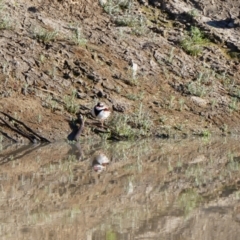 Charadrius melanops (Black-fronted Dotterel) at Louth, NSW - 28 Aug 2020 by MB