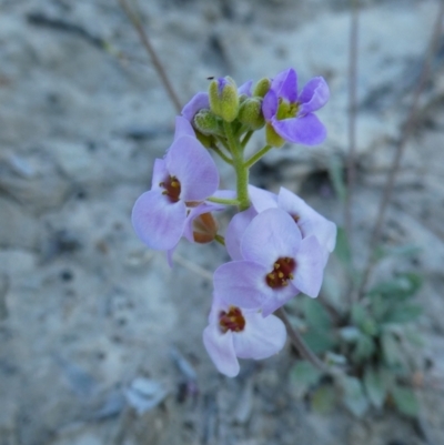 Harmsiodoxa blennodioides (Hairypod Cress) at Louth, NSW - 28 Aug 2020 by MB