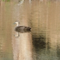 Anas superciliosa (Pacific Black Duck) at Symonston, ACT - 9 Jun 2024 by CallumBraeRuralProperty