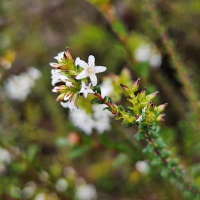 Leucopogon microphyllus var. microphyllus at Ingleside, NSW - 6 Jun 2024 by MatthewFrawley