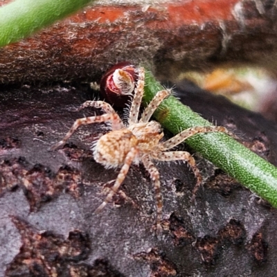 Unidentified Spider (Araneae) at Ku-ring-gai Chase National Park - 6 Jun 2024 by MatthewFrawley