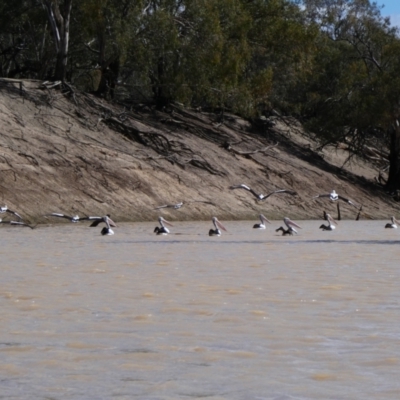 Pelecanus conspicillatus (Australian Pelican) at Louth, NSW - 23 Aug 2020 by MB