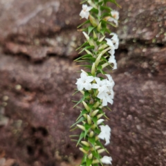 Woollsia pungens (Snow Wreath) at Ku-ring-gai Chase National Park - 6 Jun 2024 by MatthewFrawley