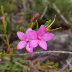 Crowea exalata (Crowea) at Ku-ring-gai Chase National Park - 6 Jun 2024 by MatthewFrawley