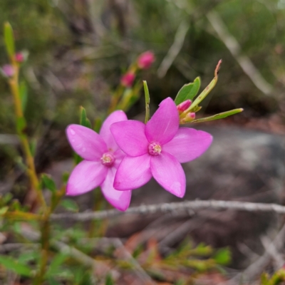 Crowea exalata (Crowea) at Ku-ring-gai Chase National Park - 6 Jun 2024 by MatthewFrawley