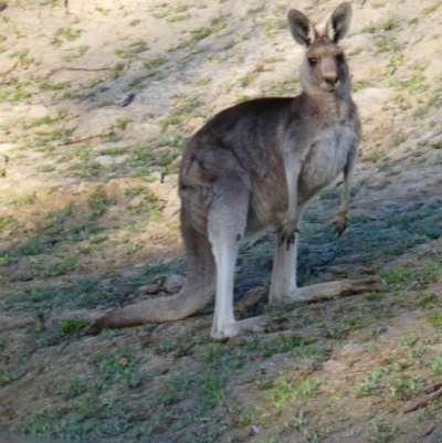 Macropus giganteus (Eastern Grey Kangaroo) at Gumbalie, NSW - 21 Aug 2020 by MB