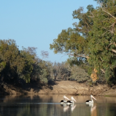 Pelecanus conspicillatus (Australian Pelican) at Bourke, NSW - 20 Aug 2020 by MB