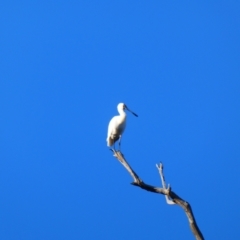 Platalea regia (Royal Spoonbill) at Bourke, NSW - 19 Aug 2020 by MB