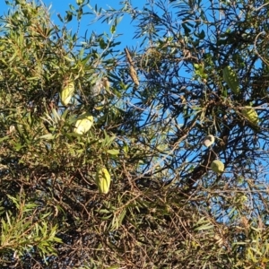 Araujia sericifera at Lyons, ACT - 9 Jun 2024