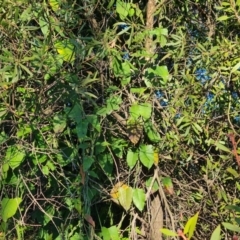 Araujia sericifera at Lyons, ACT - 9 Jun 2024