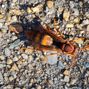 Polistes (Polistella) humilis at Isaacs, ACT - 9 Jun 2024