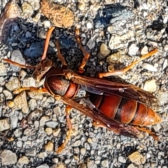 Polistes (Polistella) humilis at Isaacs, ACT - 9 Jun 2024