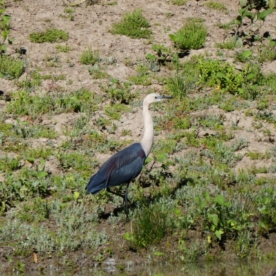 Ardea pacifica (White-necked Heron) at North Bourke, NSW - 17 Aug 2020 by MB