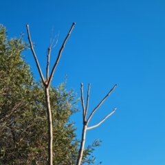 Ailanthus altissima at Lyons, ACT - 9 Jun 2024