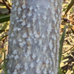 Ailanthus altissima at Lyons, ACT - 9 Jun 2024