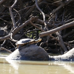 Emydura macquarii at Brewarrina, NSW - 13 Aug 2020 by MB