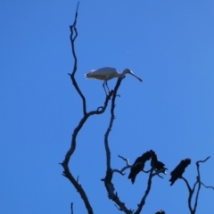 Platalea flavipes (Yellow-billed Spoonbill) at Brewarrina, NSW - 13 Aug 2020 by MB