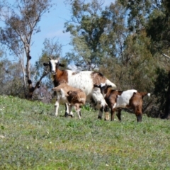 Capra hircus (Wild Goat) at Brewarrina, NSW - 12 Aug 2020 by MB