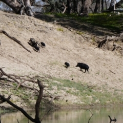 Sus scrofa (Wild Boar, Feral Pig) at Brewarrina, NSW - 12 Aug 2020 by MB