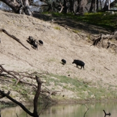 Sus scrofa (Pig (feral)) at Brewarrina, NSW - 12 Aug 2020 by MB