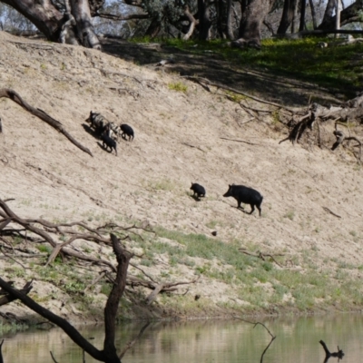 Sus scrofa (Wild Boar, Feral Pig) at Brewarrina, NSW - 12 Aug 2020 by MB