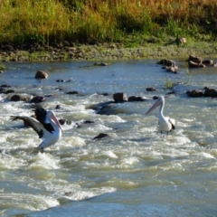 Pelecanus conspicillatus (Australian Pelican) at Brewarrina, NSW - 11 Aug 2020 by MB