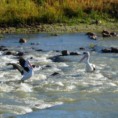 Pelecanus conspicillatus (Australian Pelican) at Brewarrina, NSW - 11 Aug 2020 by MB