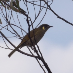 Meliphaga lewinii (Lewin's Honeyeater) at Ku-ring-gai Chase National Park - 6 Jun 2024 by MatthewFrawley
