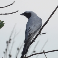 Coracina novaehollandiae (Black-faced Cuckooshrike) at Ku-ring-gai Chase National Park - 6 Jun 2024 by MatthewFrawley