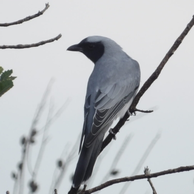 Coracina novaehollandiae (Black-faced Cuckooshrike) at Ku-ring-gai Chase National Park - 6 Jun 2024 by MatthewFrawley