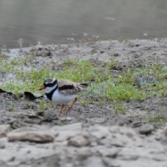 Thinornis melanops (Black-fronted Dotterel) at Tilpa, NSW - 2 Sep 2020 by MB