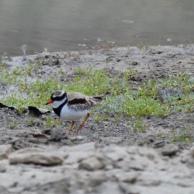 Thinornis melanops (Black-fronted Dotterel) at Tilpa, NSW - 2 Sep 2020 by MB