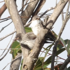 Daphoenositta chrysoptera (Varied Sittella) at Ku-ring-gai Chase National Park - 6 Jun 2024 by MatthewFrawley