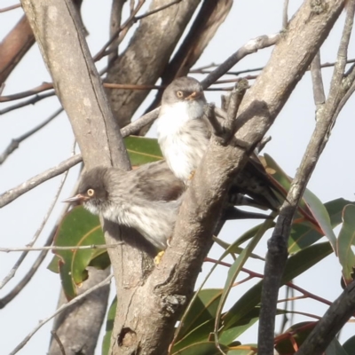 Daphoenositta chrysoptera (Varied Sittella) at Ku-ring-gai Chase National Park - 6 Jun 2024 by MatthewFrawley