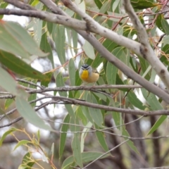 Pardalotus punctatus (Spotted Pardalote) at Ku-ring-gai Chase National Park - 6 Jun 2024 by MatthewFrawley