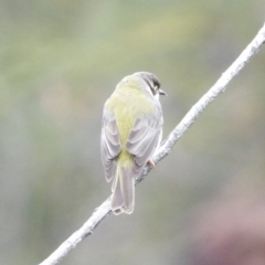 Melithreptus brevirostris (Brown-headed Honeyeater) at Ku-ring-gai Chase National Park - 6 Jun 2024 by MatthewFrawley